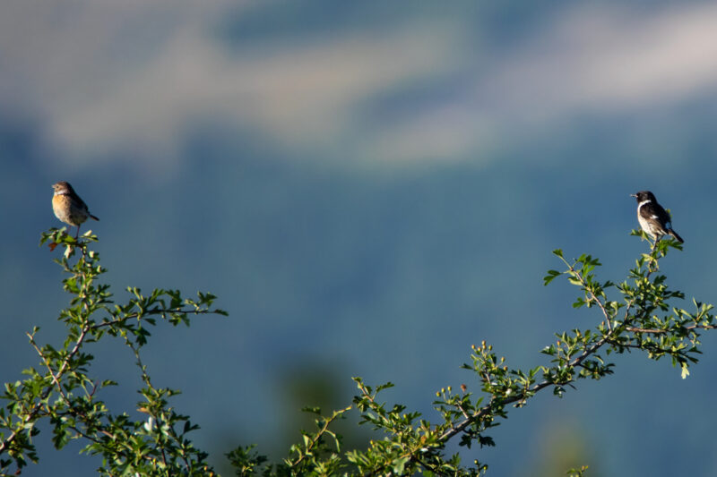 Couple de Tariers pâtres